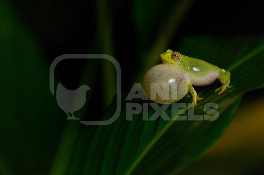 Green Indian frog croaking by inflating air sac