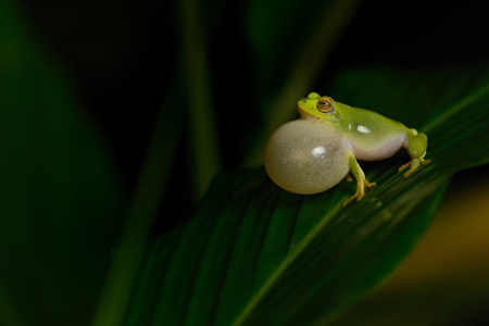 Green Indian frog croaking by inflating air sac