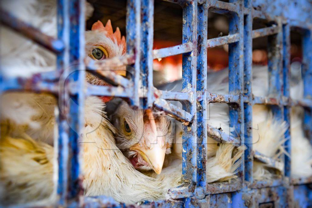 Close up of Indian broiler chickens looking out of crates at Ghazipur murga mandi, Ghazipur, Delhi, India, 2022