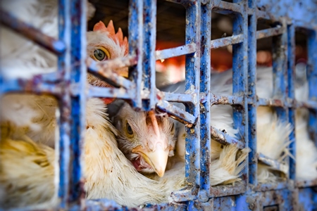 Close up of Indian broiler chickens looking out of crates at Ghazipur murga mandi, Ghazipur, Delhi, India, 2022