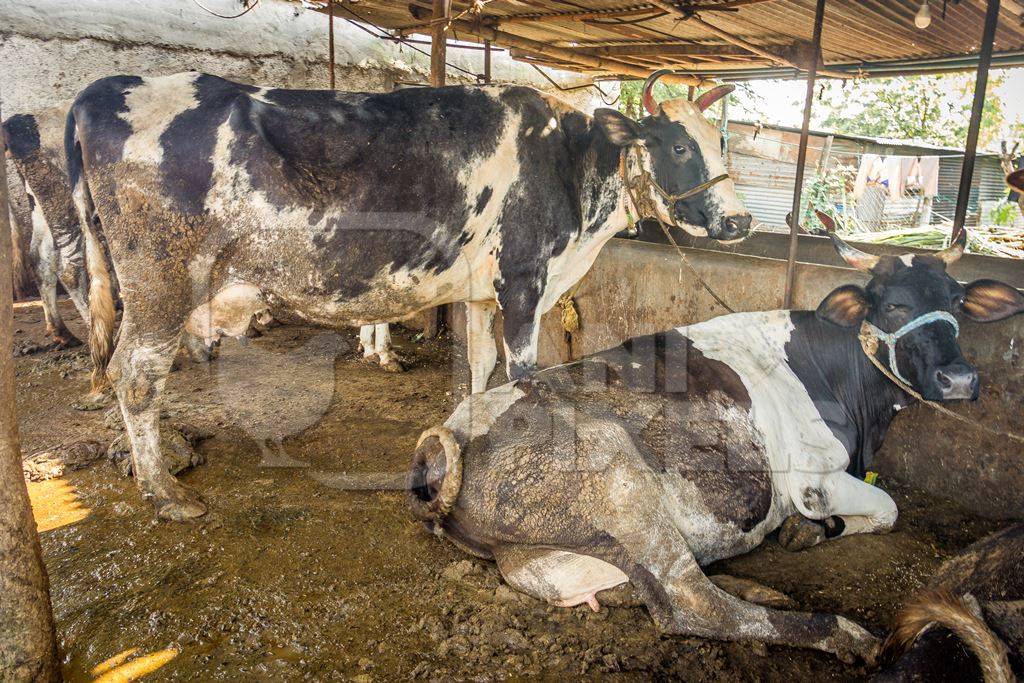 Dairy cows in a dirty stall in an urban dairy