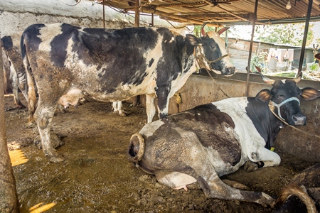 Dairy cows in a dirty stall in an urban dairy