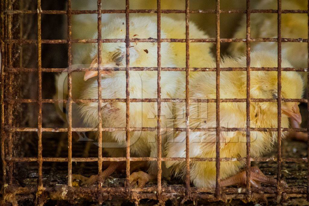 Yellow chicks on sale in cage at Crawford market in Mumbai