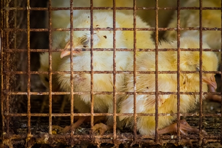 Yellow chicks on sale in cage at Crawford market in Mumbai