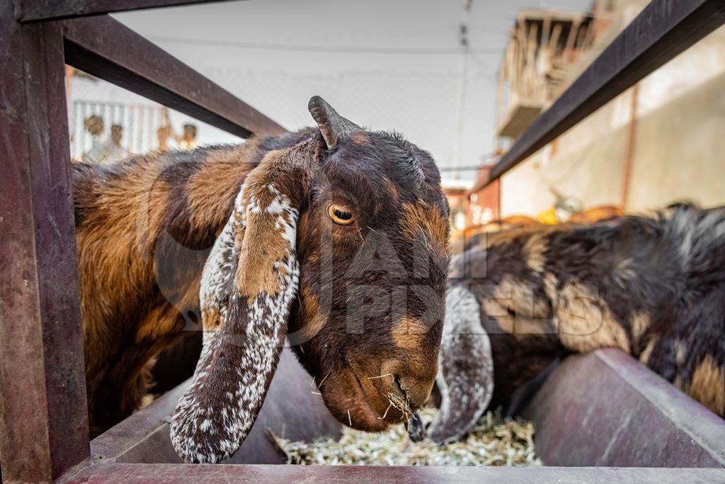 Farmed Indian goats eating from a trough on a small goat farm outside Ajmer, Rajasthan, India, 2022