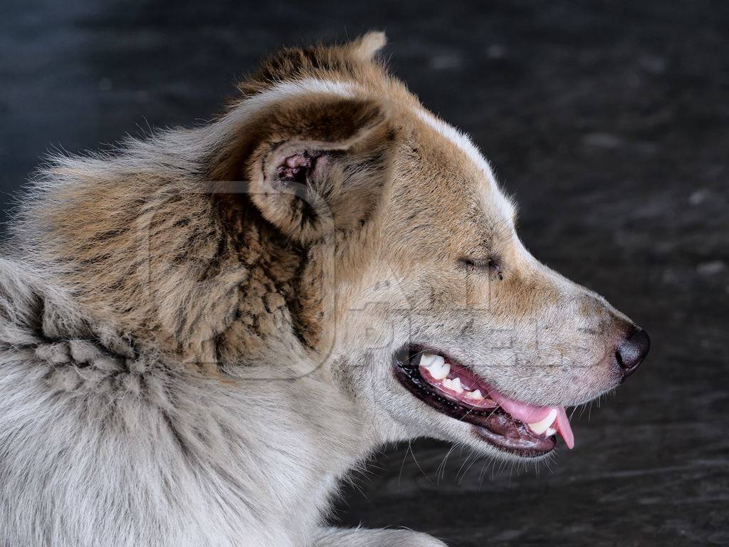 Side view of fluffy street dog