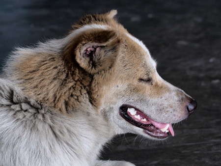 Side view of fluffy street dog