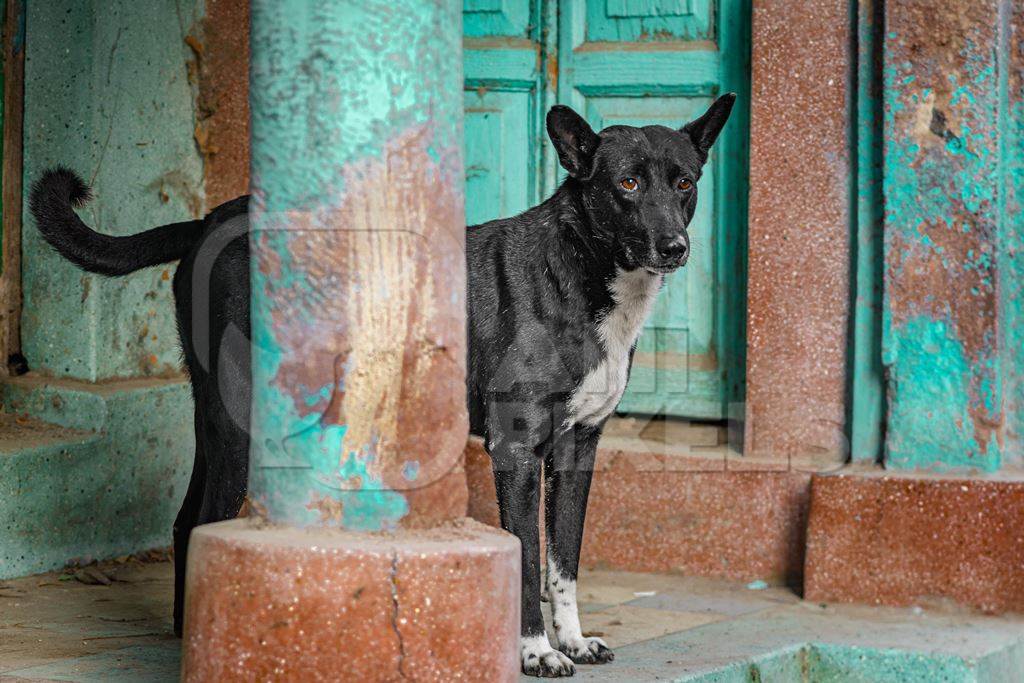 Indian street dog or stray pariah dog with green and orange background, Jodhpur, Rajasthan, India, 2022