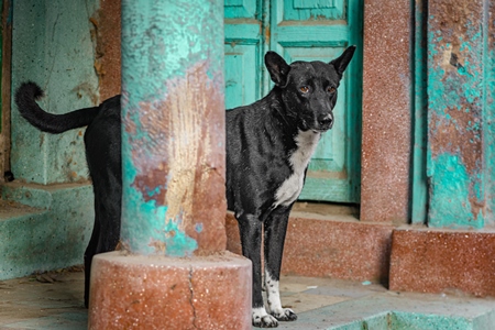 Indian street dog or stray pariah dog with green and orange background, Jodhpur, Rajasthan, India, 2022