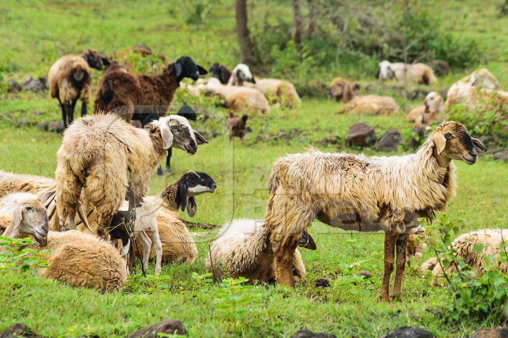 Herd of sheep in a field in rural countryside