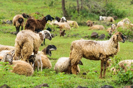 Herd of sheep in a field in rural countryside