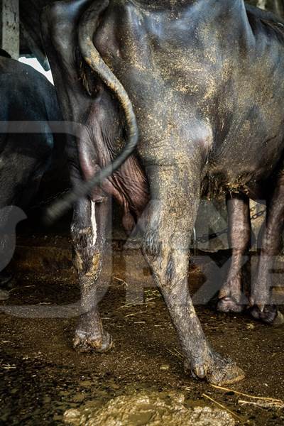 Indian buffalo with udder infection on an urban dairy farm or tabela, Aarey milk colony, Mumbai, India, 2023