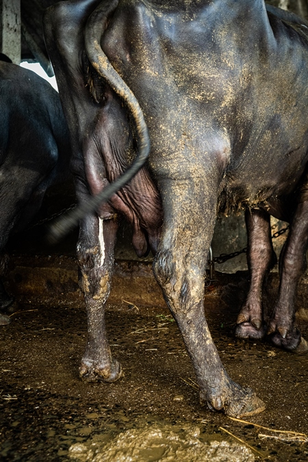 Indian buffalo with udder infection on an urban dairy farm or tabela, Aarey milk colony, Mumbai, India, 2023