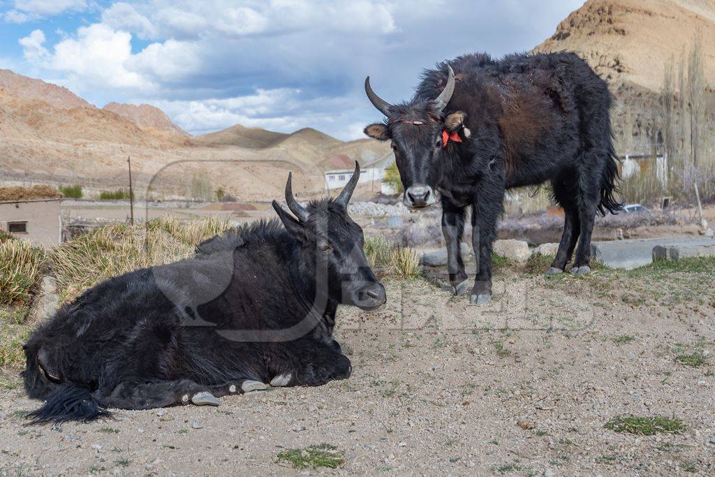 Yak and cow hybrid animals called Dzo (male) or Dzomo (female) on a farm in the mountains of Ladakh, in the Himalayas, India