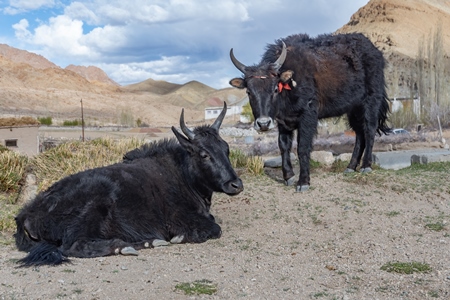 Yak and cow hybrid animals called Dzo (male) or Dzomo (female) on a farm in the mountains of Ladakh, in the Himalayas, India