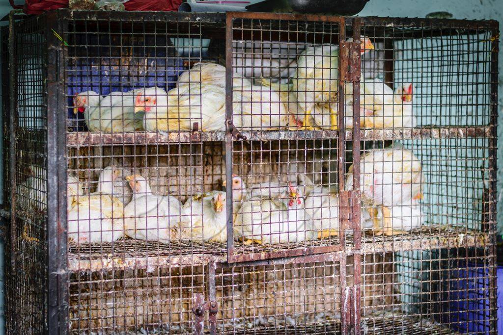 Broiler chickens packed into a cage at a chicken shop