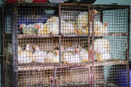 Broiler chickens packed into a cage at a chicken shop