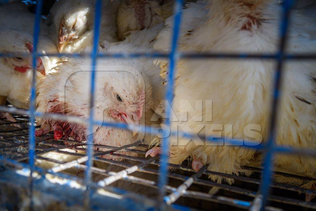 Indian broiler chicken with bleeding injury due to amputated foot inside chicken truck outside a chicken meat shop in Ajmer, Rajasthan, India, 2022