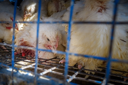 Indian broiler chicken with bleeding injury due to amputated foot inside chicken truck outside a chicken meat shop in Ajmer, Rajasthan, India, 2022