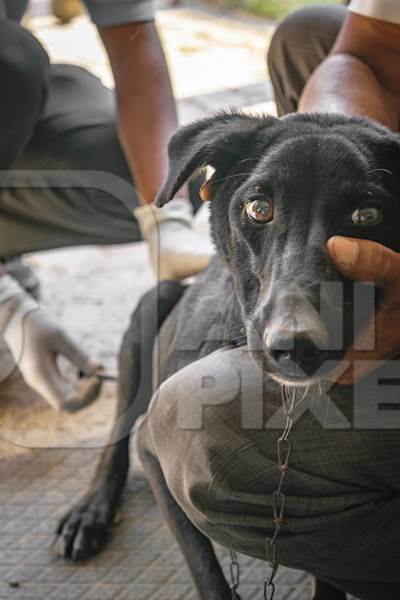 Black Indian street dog or stray dog getting vaccinated with rabies vaccine, India, 2016