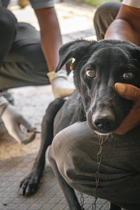 Black Indian street dog or stray dog getting vaccinated with rabies vaccine, India, 2016