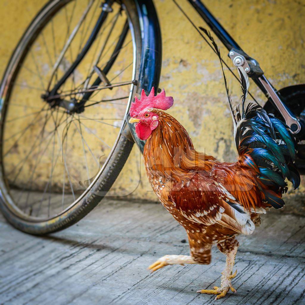 Free range cockerel or rooster walking in the street