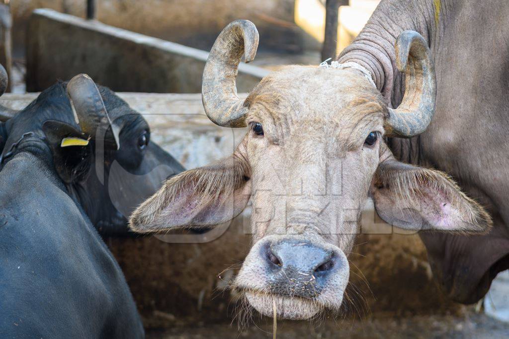 Pale Indian buffalo on an urban dairy farm or tabela, Aarey milk colony, Mumbai, India, 2023