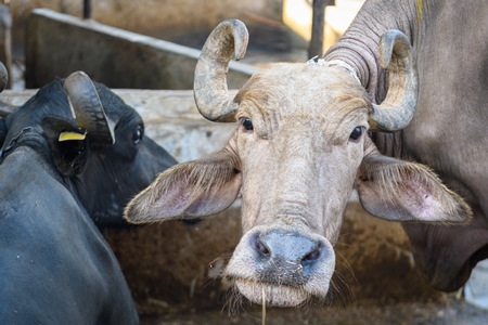 Pale Indian buffalo on an urban dairy farm or tabela, Aarey milk colony, Mumbai, India, 2023