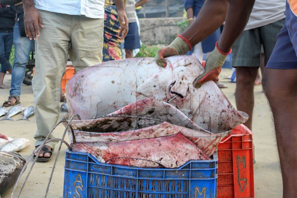Dead Indian stingray fish loaded into crates at Malvan fish market on beach in Malvan, Maharashtra, India, 2022