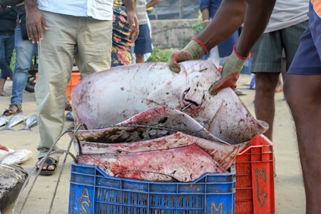 Dead Indian stingray fish loaded into crates at Malvan fish market on beach in Malvan, Maharashtra, India, 2022