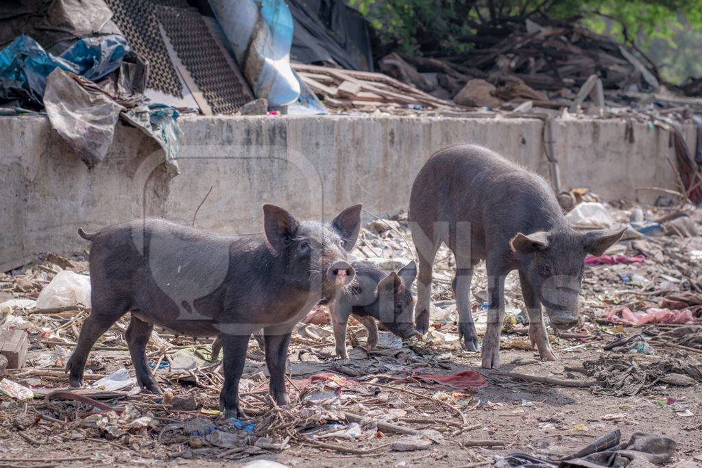 Indian urban or feral pigs and piglets in a slum area in an urban city in Maharashtra in India, 2020