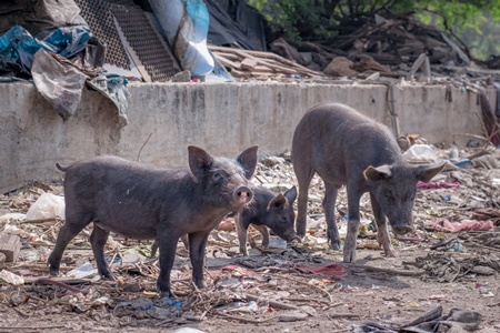 Indian urban or feral pigs and piglets in a slum area in an urban city in Maharashtra in India, 2020