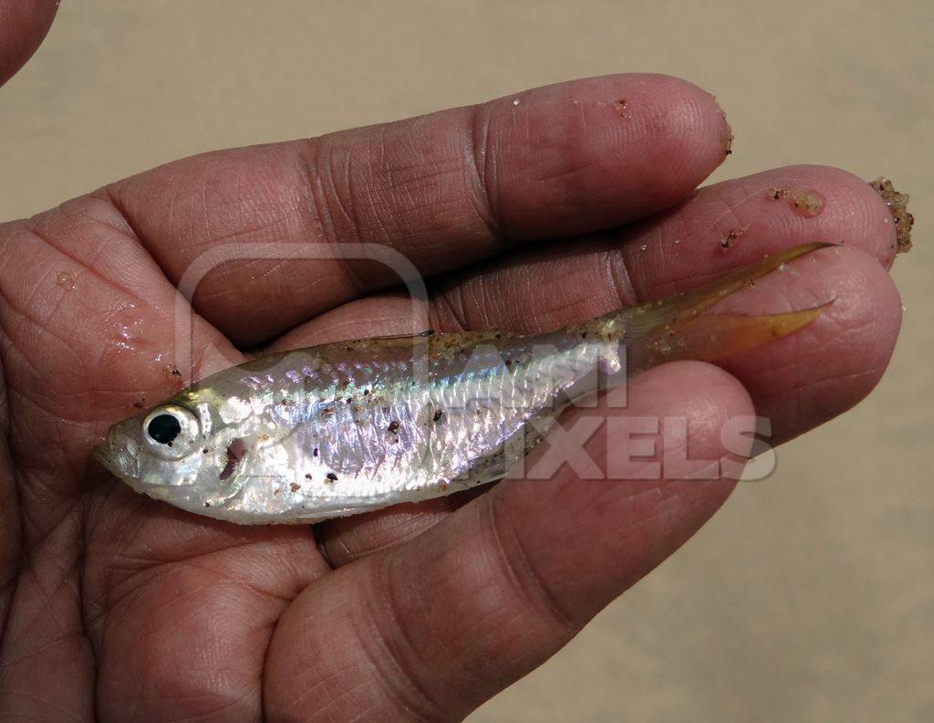 Small dead silver fish in palm of hand