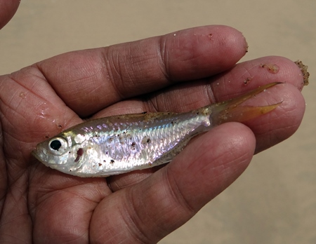 Small dead silver fish in palm of hand