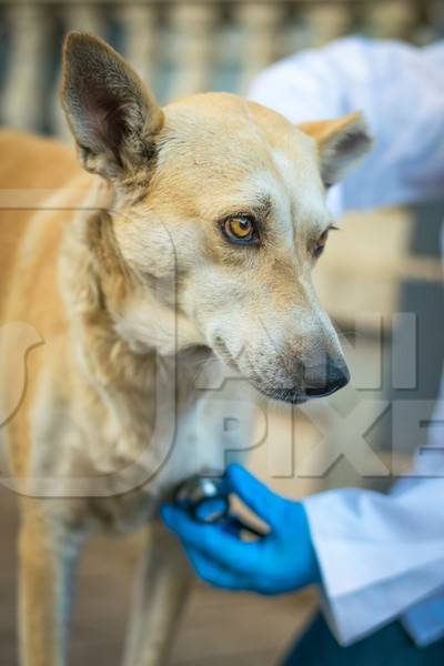 Veterinarian treating a street dog on the street in a city