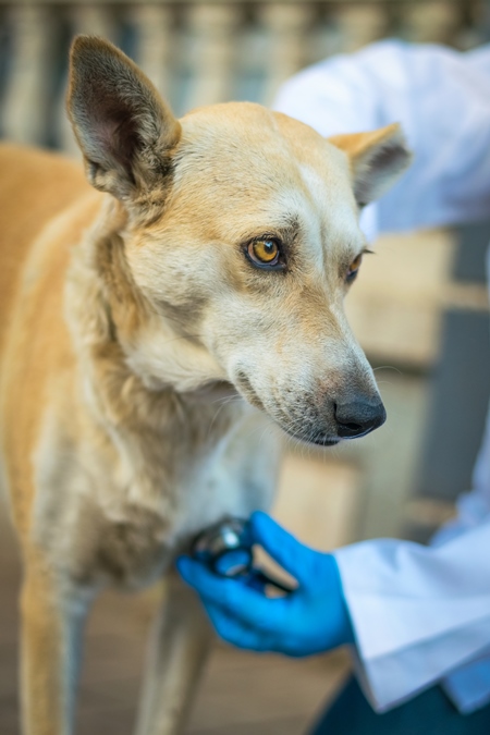 Veterinarian treating a street dog on the street in a city