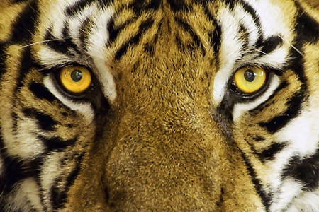 Close up of face of tiger with yellow eyes