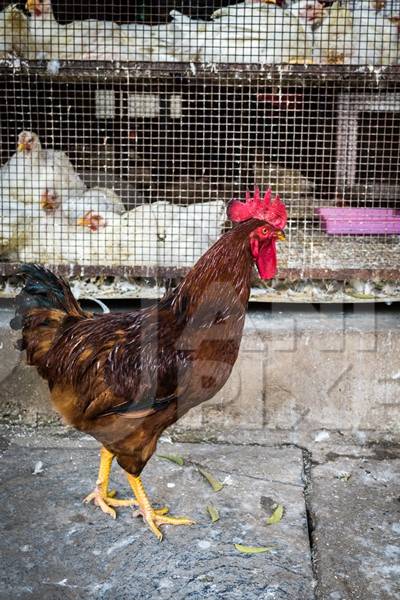 Cockerel walks in front of a cage of broiler chickens at Crawford meat market