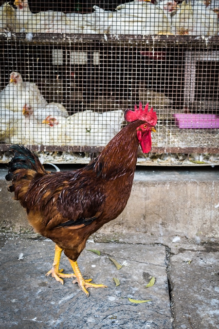 Cockerel walks in front of a cage of broiler chickens at Crawford meat market