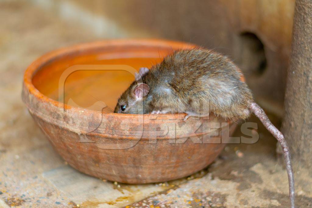 Indian brown rat drinking from water bowl at Karni Mata holy rat temple near Bikaner in Rajasthan in India