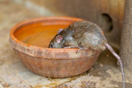 Indian brown rat drinking from water bowl at Karni Mata holy rat temple near Bikaner in Rajasthan in India