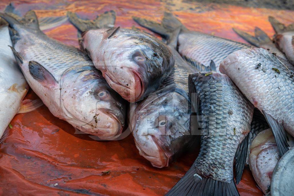 Fish laid out on the ground for sale at a fish market in Bihar