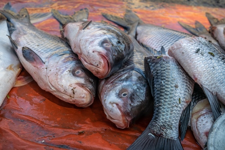 Fish laid out on the ground for sale at a fish market in Bihar