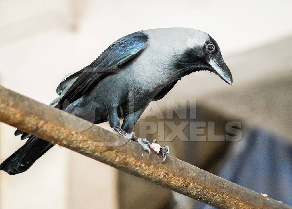 Crow sitting on bar at Crawford meat market in Mumbai, India