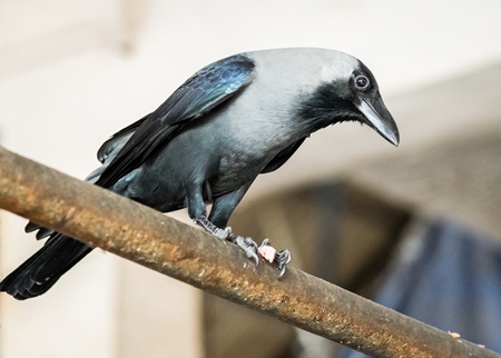 Crow sitting on bar at Crawford meat market in Mumbai, India