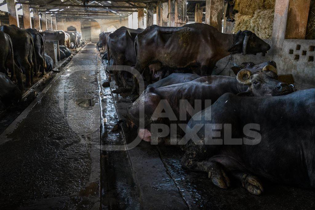 Indian buffaloes tied up in a line in a concrete shed on an urban dairy farm or tabela, Aarey milk colony, Mumbai, India, 2023