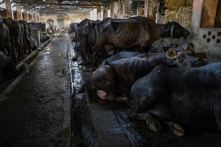 Indian buffaloes tied up in a line in a concrete shed on an urban dairy farm or tabela, Aarey milk colony, Mumbai, India, 2023