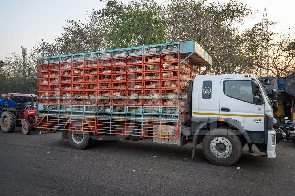 Many Indian broiler chickens in cages on large transport trucks at Ghazipur murga mandi, Ghazipur, Delhi, India, 2022