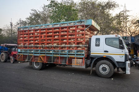 Many Indian broiler chickens in cages on large transport trucks at Ghazipur murga mandi, Ghazipur, Delhi, India, 2022