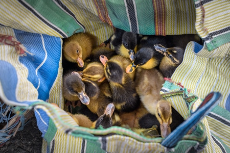 Bag or sack full of baby ducks or ducklings on sale at Galiff Street pet market, Kolkata, India, 2022
